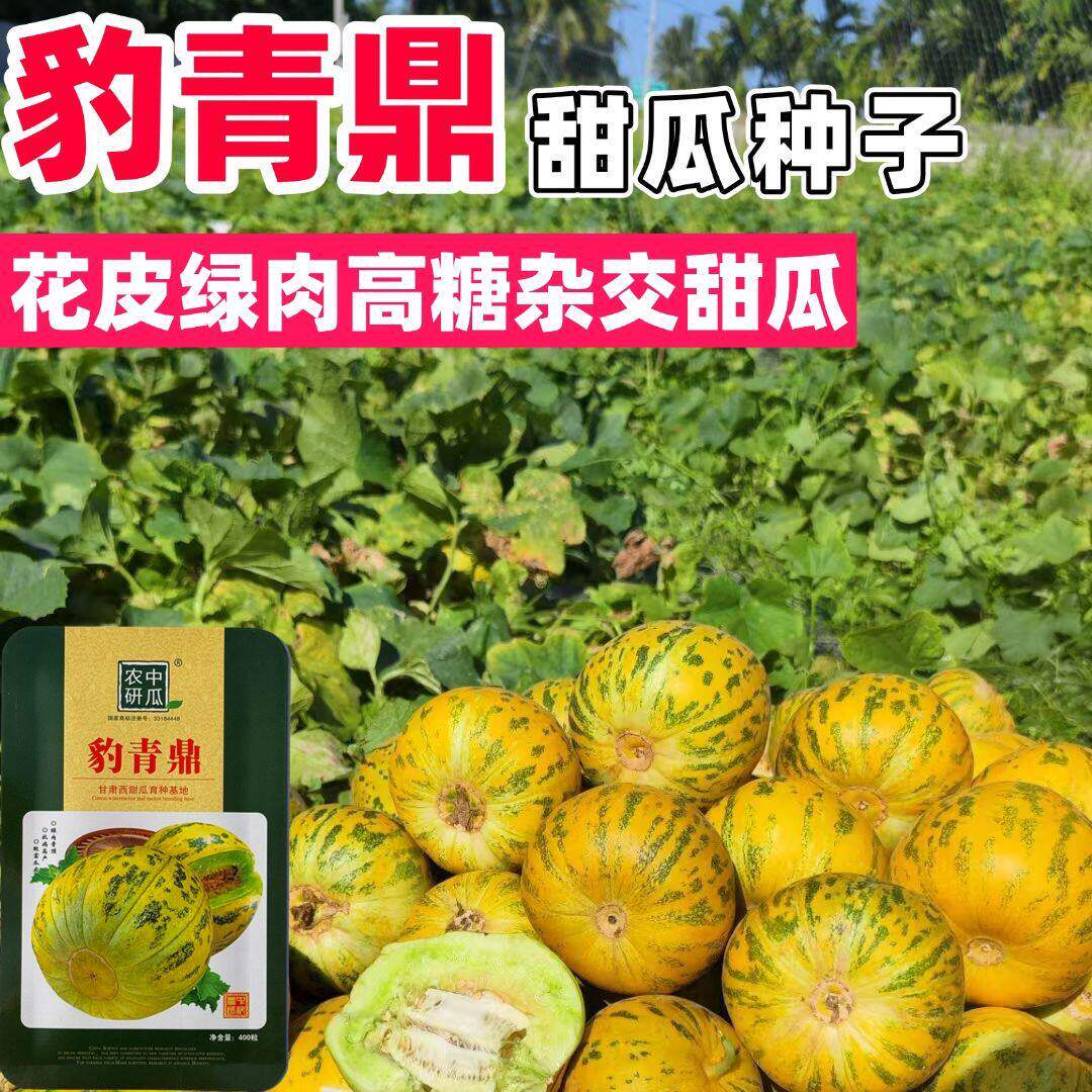 豹青鼎甜瓜种子豹纹早熟抗病香瓜高产种籽八里香薄皮高糖花皮绿肉