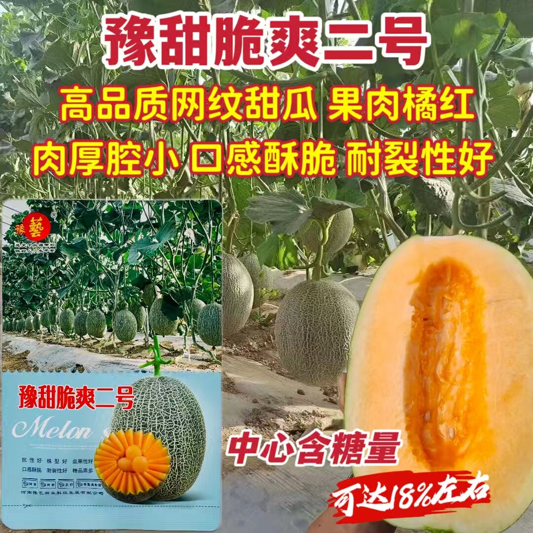 豫甜脆爽二号哈密瓜种子易坐果网纹甜瓜种籽口感酥脆耐裂性好早熟