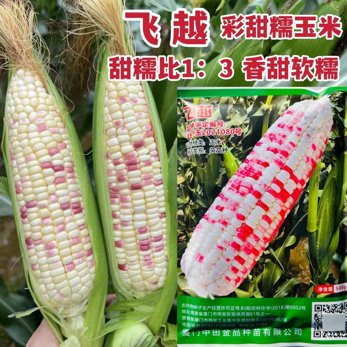 中田金品飞越彩甜糯玉米种子大棒甜糯鲜食彩玉米种子香甜软糯玉米