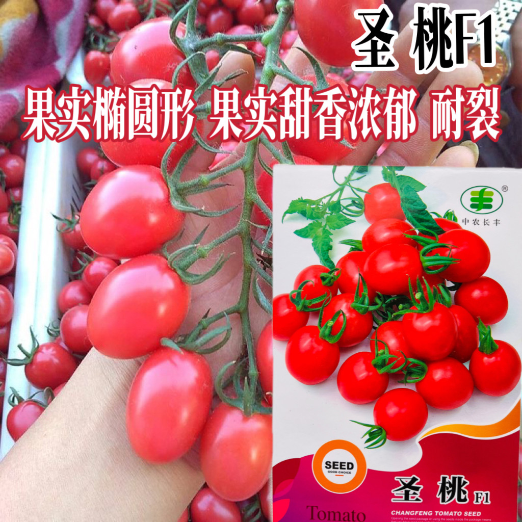 圣女果种子小番茄种籽盆栽庭院水果蔬菜种子四季播水果西红柿种籽