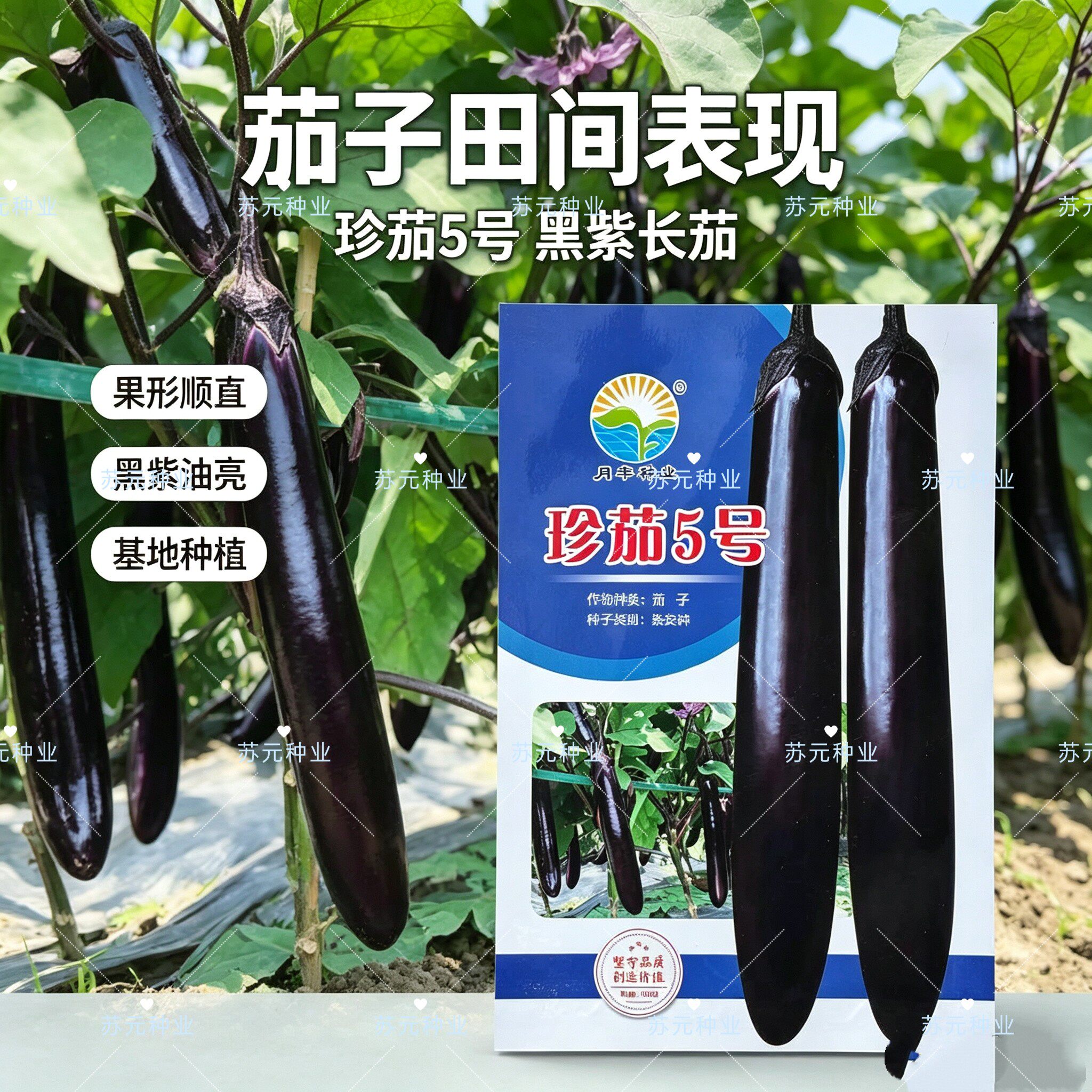 珍茄5号黑长茄子种子早熟杂交长茄子种籽高产紫黑茄肉质脆嫩甘美