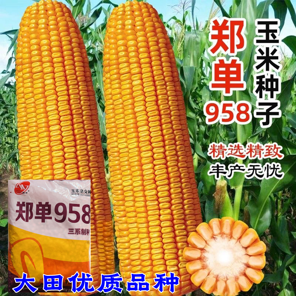 郑单958玉米高产大棒中熟白轴