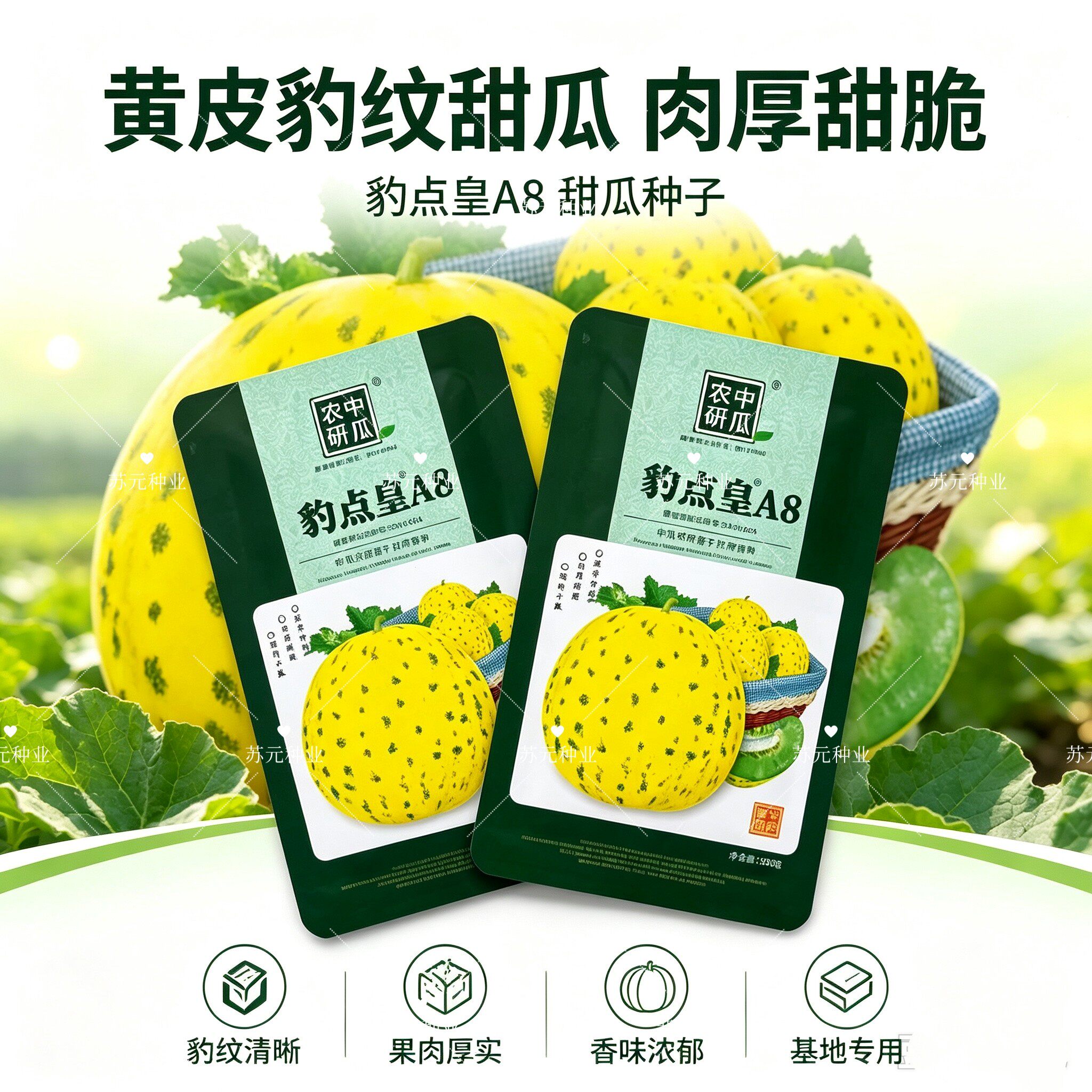 豹点皇A8甜瓜种子早熟豹点花皮绿瓤特大八里香种籽水果香瓜籽