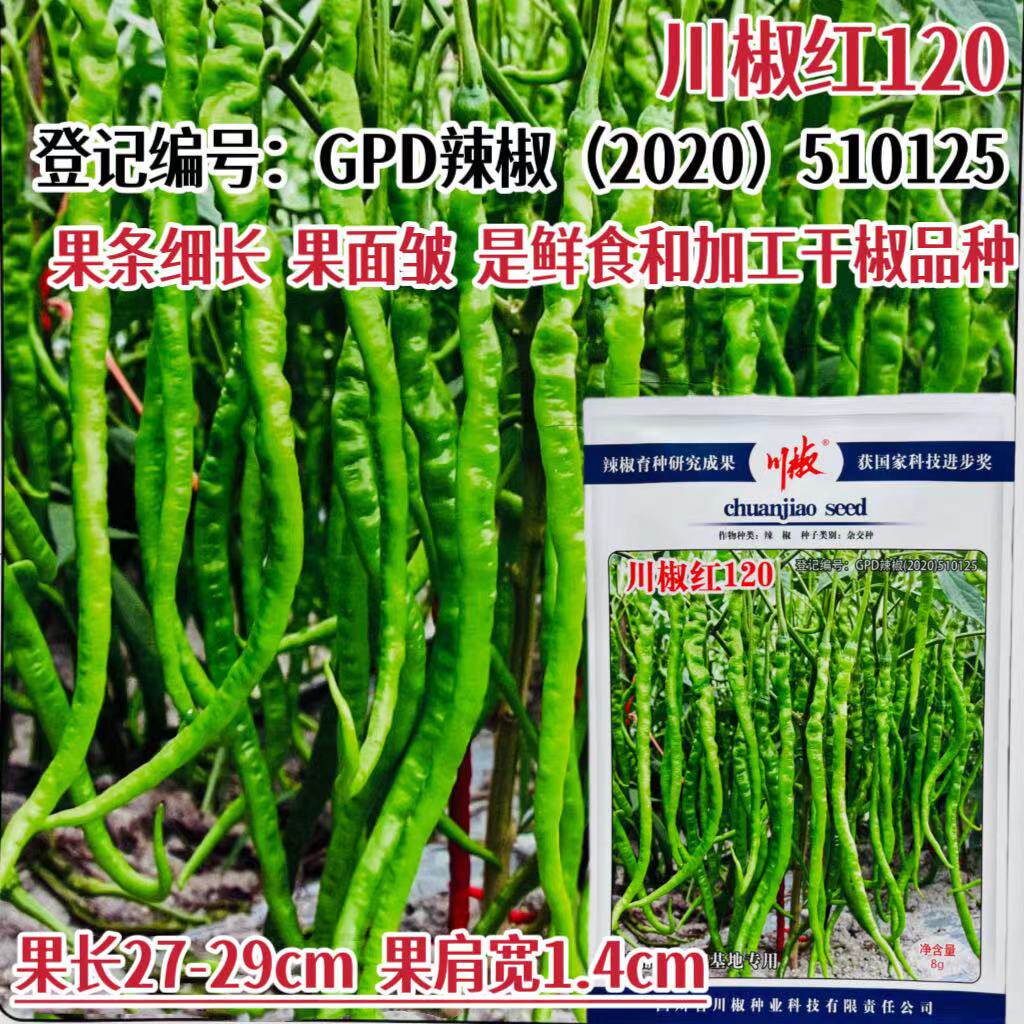 川椒红120辣椒种子早熟高产抗病耐热耐寒农家菜园基地辣椒种子籽