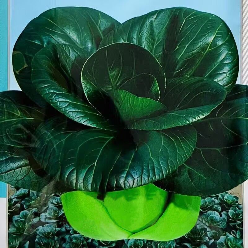 苏州青菜种籽 苏冠903矮脚黑叶青菜种孑 耐寒抗病青梗菜种子