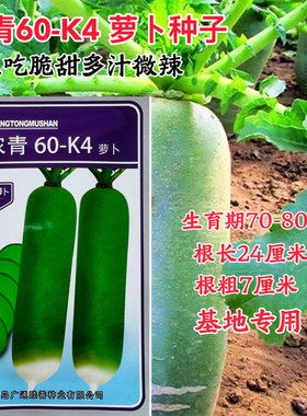 浓青60-K4水果萝卜种子杂交一代生吃脆甜多汁微辣水果萝卜蔬菜种