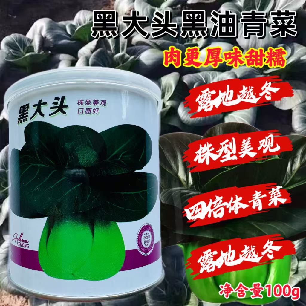 黑大头青菜种子 黑叶苏州青 大头黑亮甜糯 耐寒秋冬季蔬菜种籽