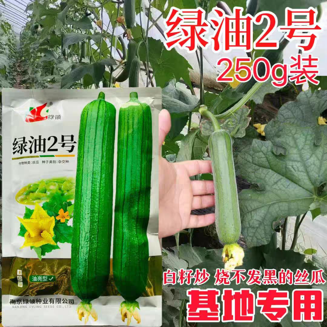 绿油2号丝瓜种子早熟高产抗病肉厚味浓口感佳圆筒形丝瓜种子