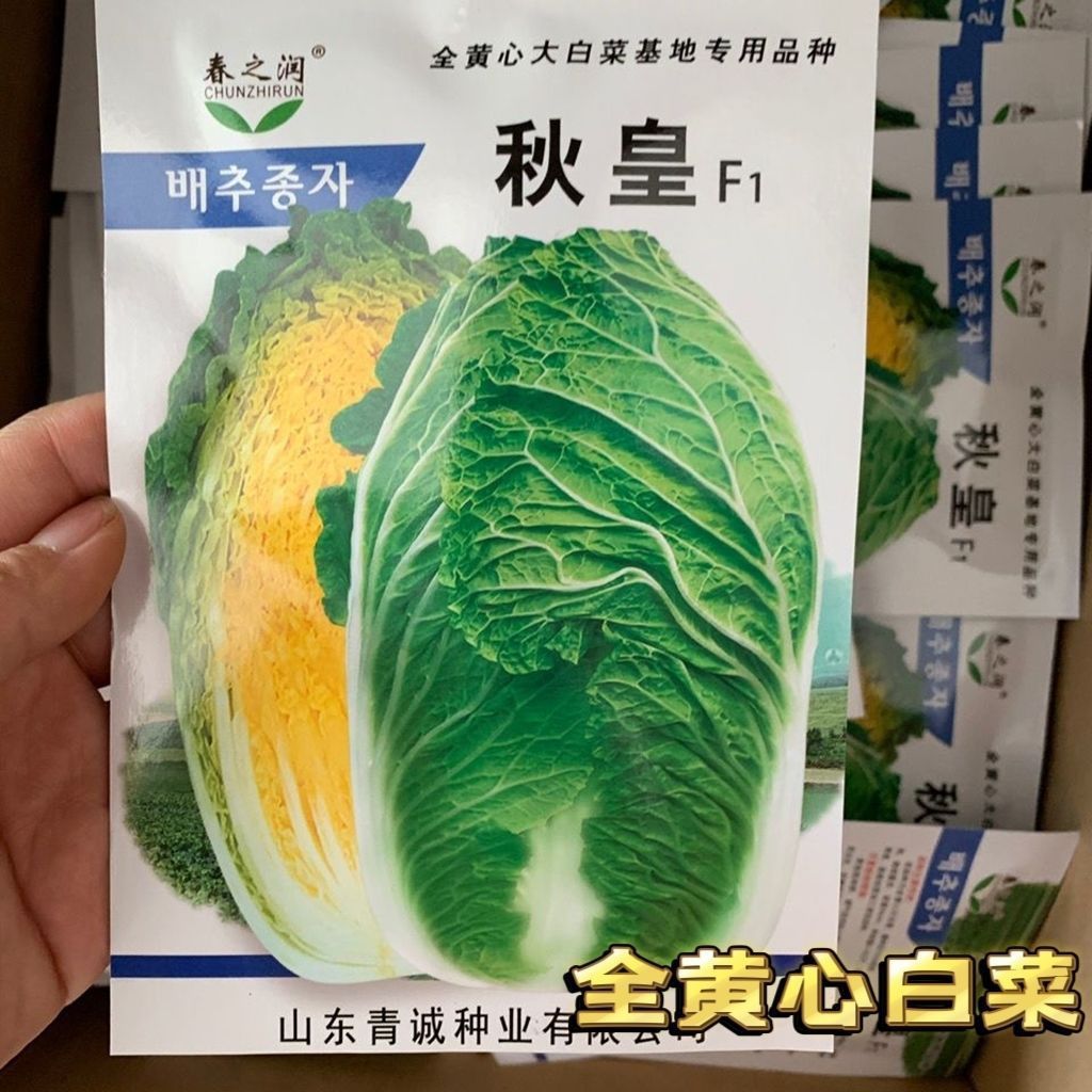 秋皇大白菜种子籽孑结球全黄心白菜70天10斤早熟内叶嫩黄可做泡菜