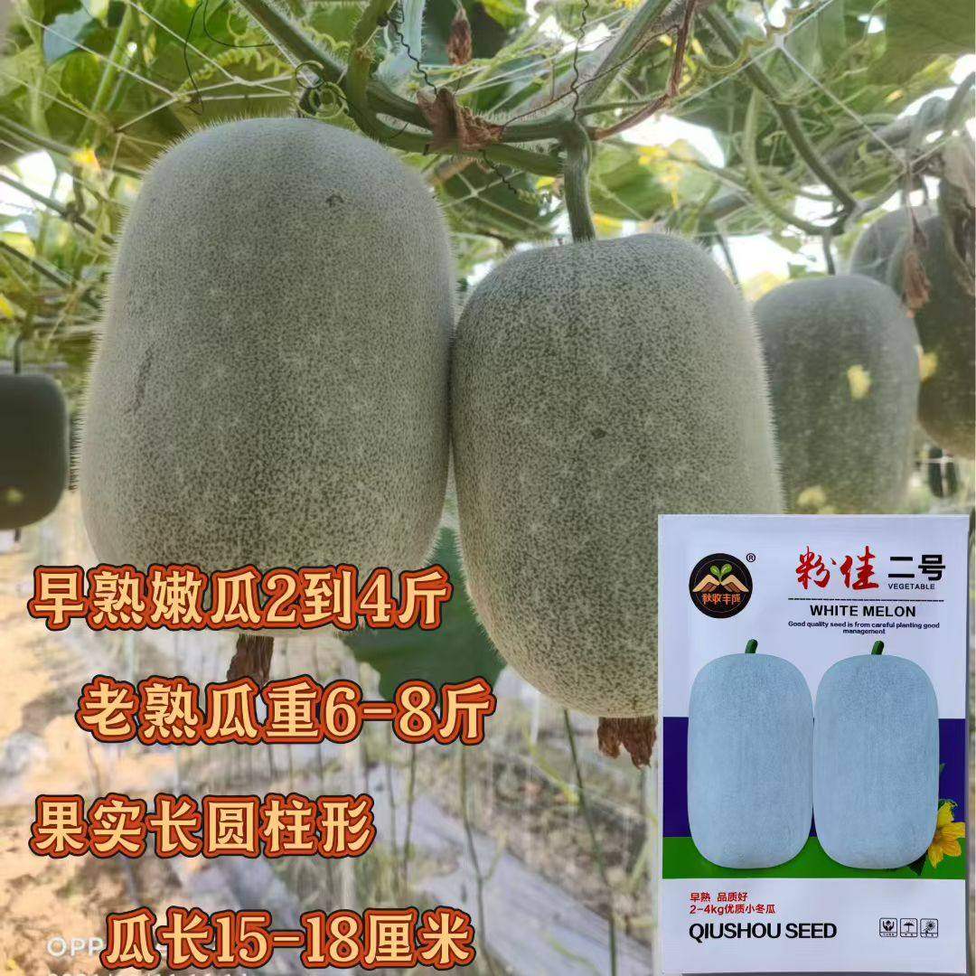 粉佳二号 粉皮小冬瓜种子 粉皮绿肉早熟高产抗病商品性佳 春季播