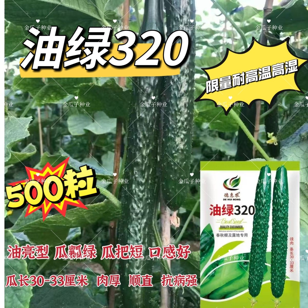 油绿320黄瓜种子耐热抗病油亮型长黄瓜种子耐高温抗病水黄瓜种籽