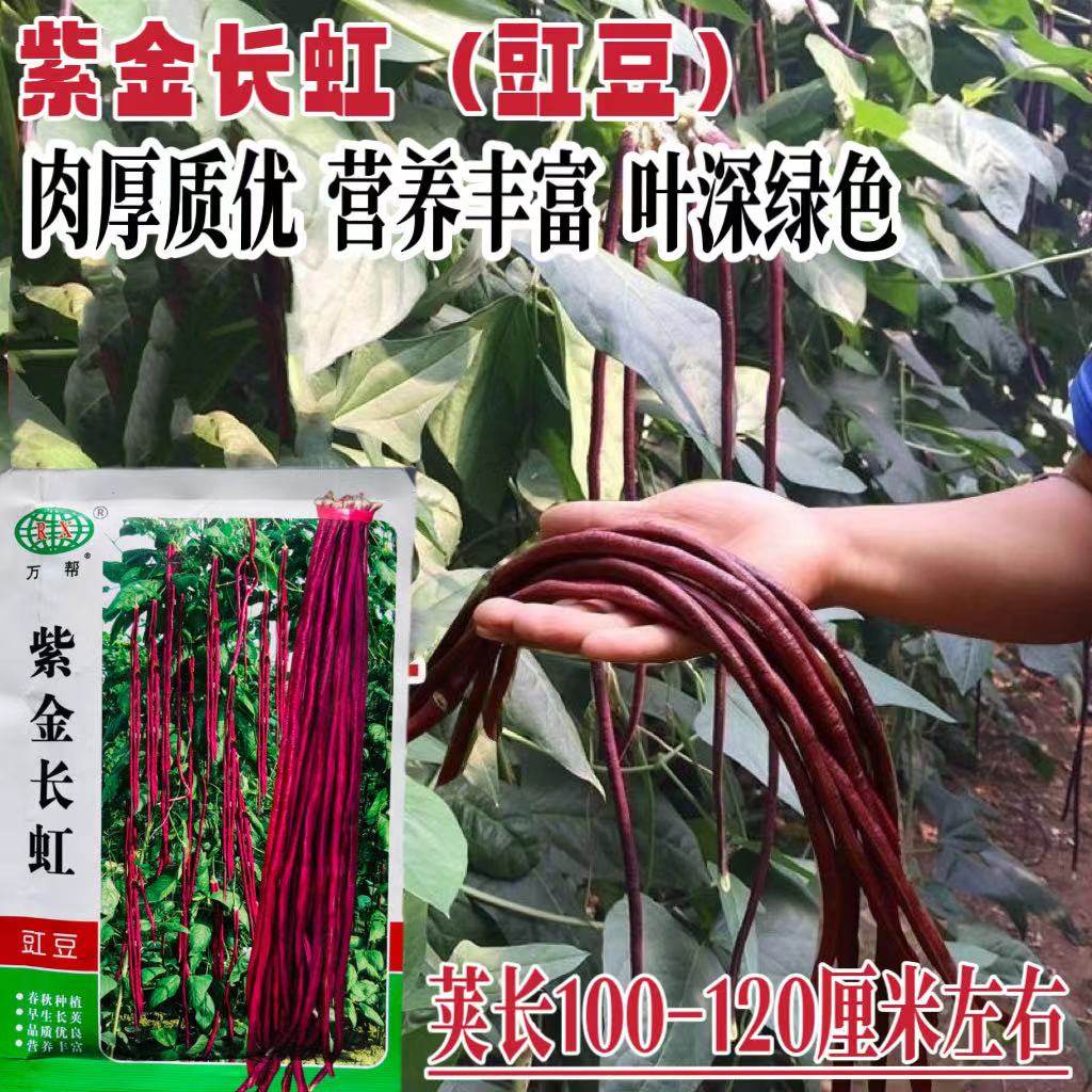 紫金长虹豇豆种子紫红长荚高产耐老抗病农家春秋季紫色长豇豆种籽