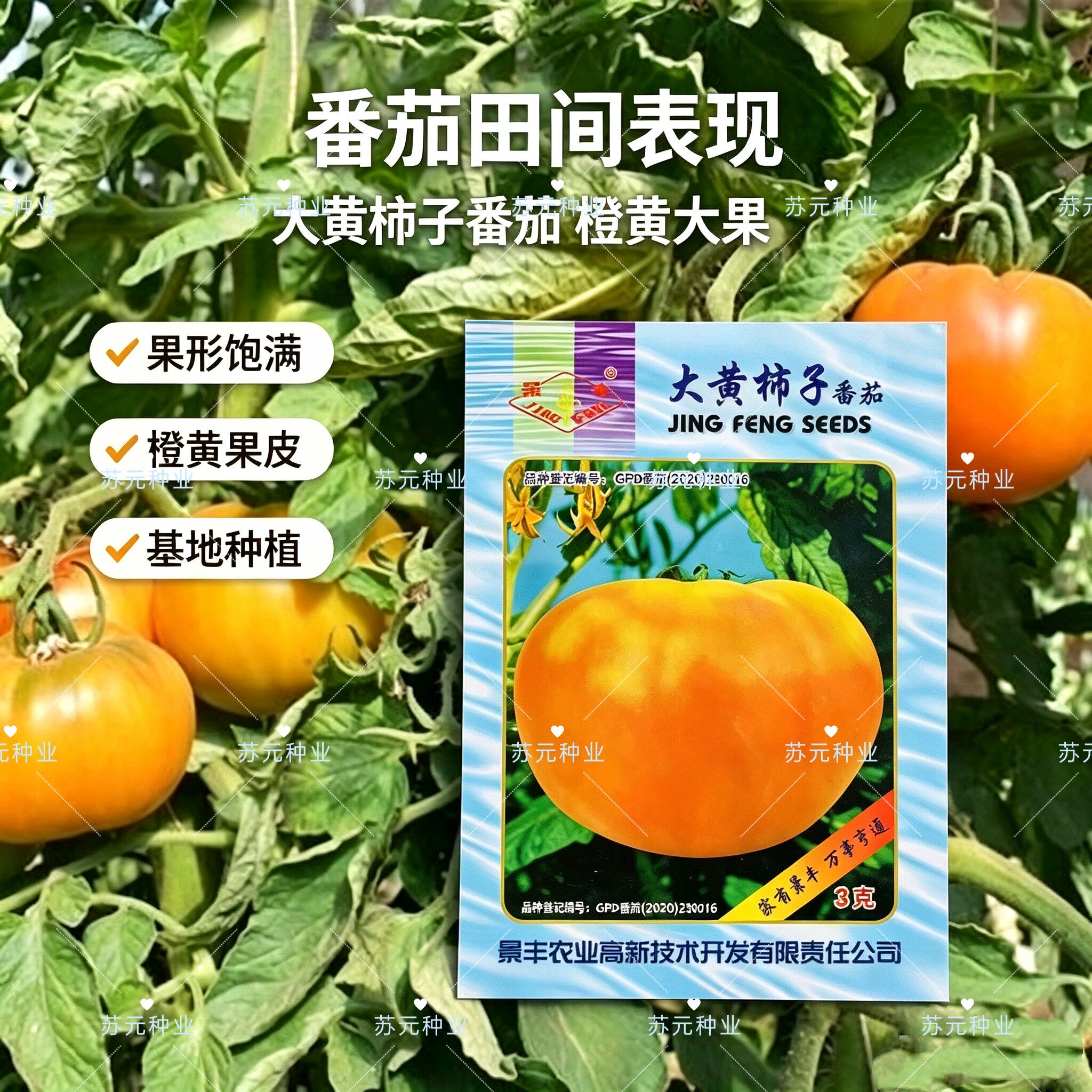 景丰大黄柿子西红柿种子无限生长型早熟黄皮大果番茄种籽厚肉味甜