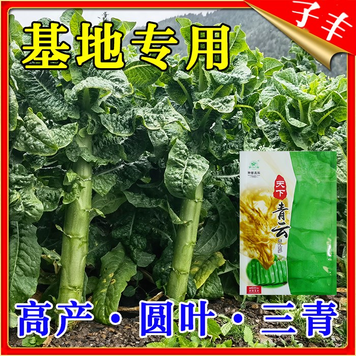 四川天下青云圆叶莴笋种子秋季