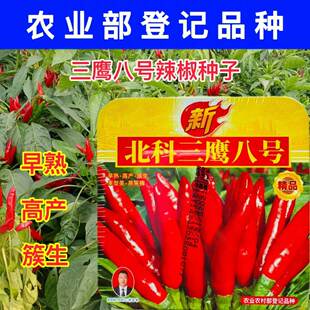 三鹰八号辣椒种子早熟高产抗病簇生朝天椒种籽南北方春秋季播种孑