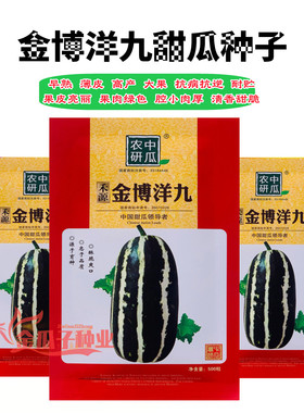金博洋九甜瓜种子杂交薄皮厚肉黄绿色果肉酥瓜种籽酥脆香甜大田孑