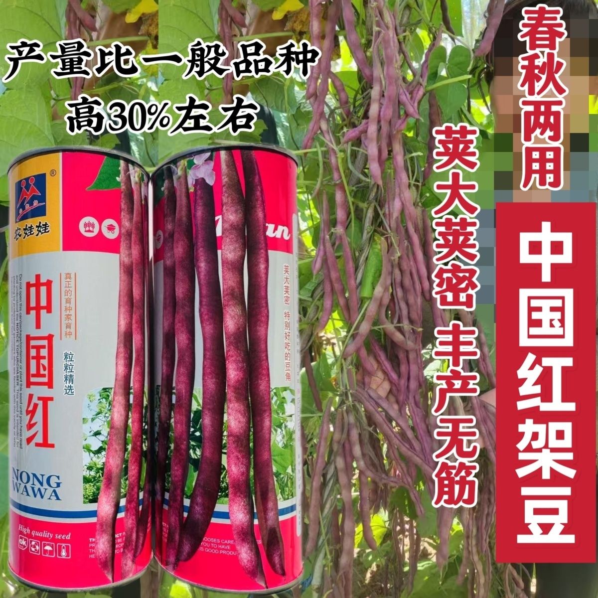 中国红架豆种子无筋豆中早熟紫红四季豆芸豆种籽丰产菜豆基地专用
