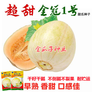 金冠1号甜瓜种子黄白皮甜脆不面抗病耐裂香瓜种籽早熟高产蔬菜孑