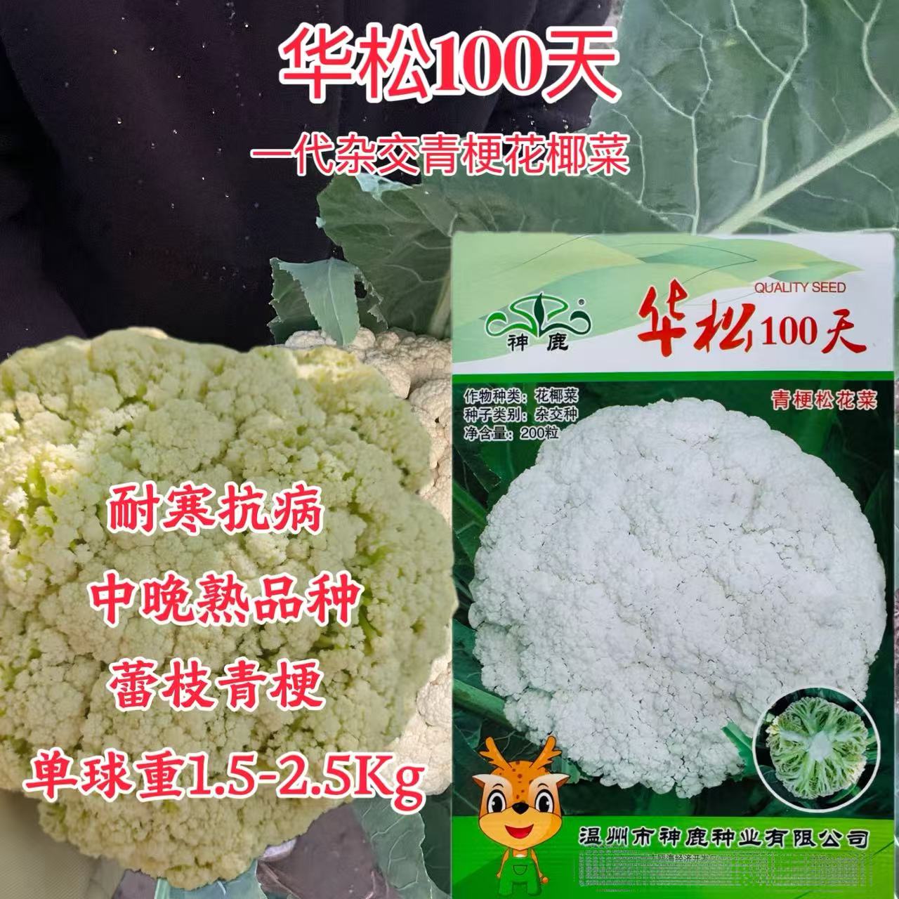 神鹿华松100天青梗松花菜种子晚熟青梗有机花菜种散花菜花椰菜籽