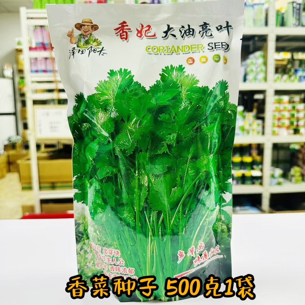 香妃大油亮叶香菜种子春秋播香菜籽耐热耐寒耐抽苔芫荽种籽蔬菜子