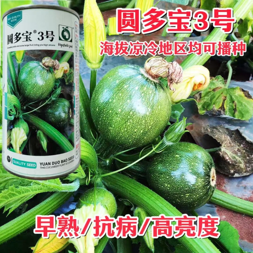 圆葫芦瓜种子矮生短蔓早熟杂交西葫芦圆瓜种籽春秋播瓜种孑