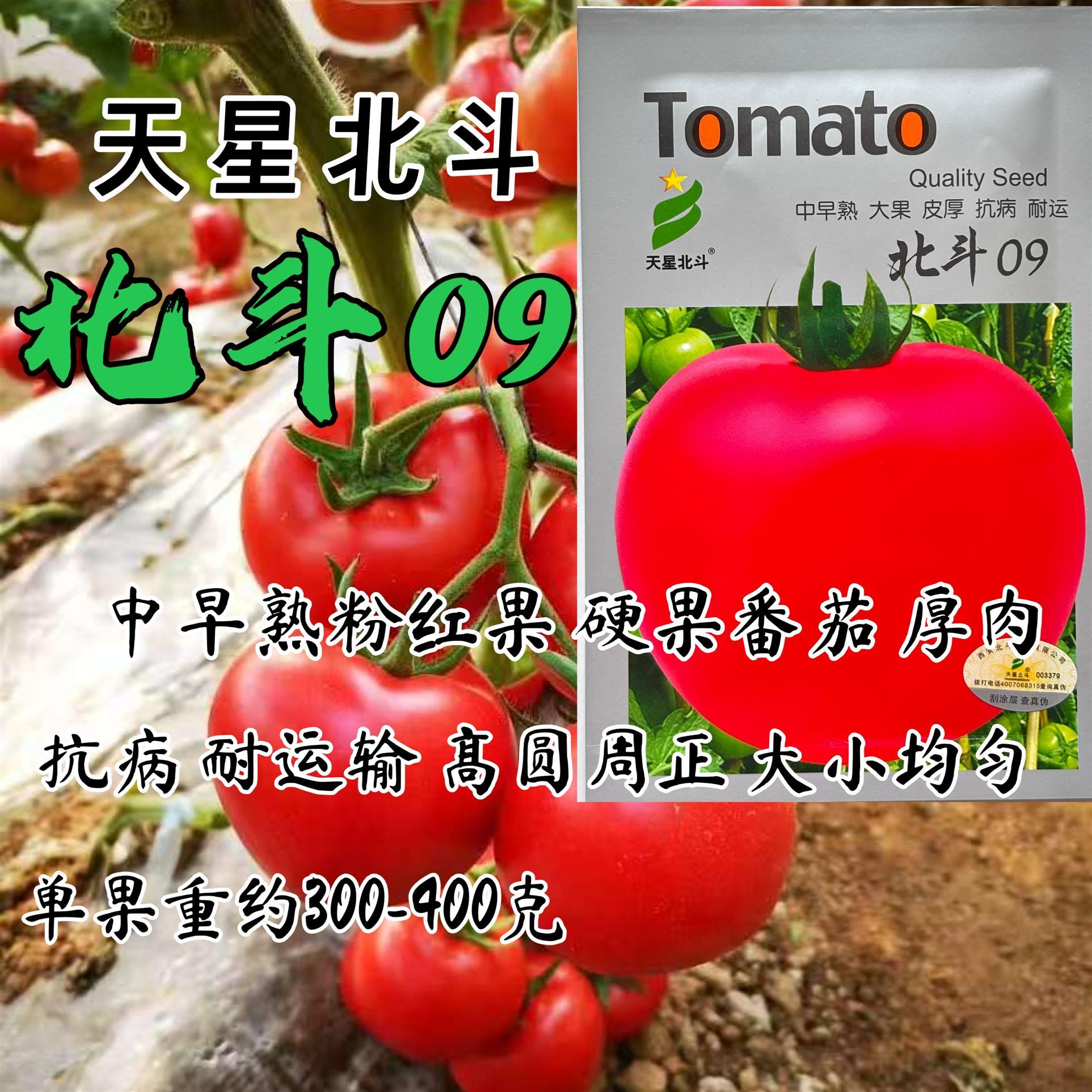 北斗09粉红番茄种籽大果型早中熟高产抗病硬果厚肉西红柿种子