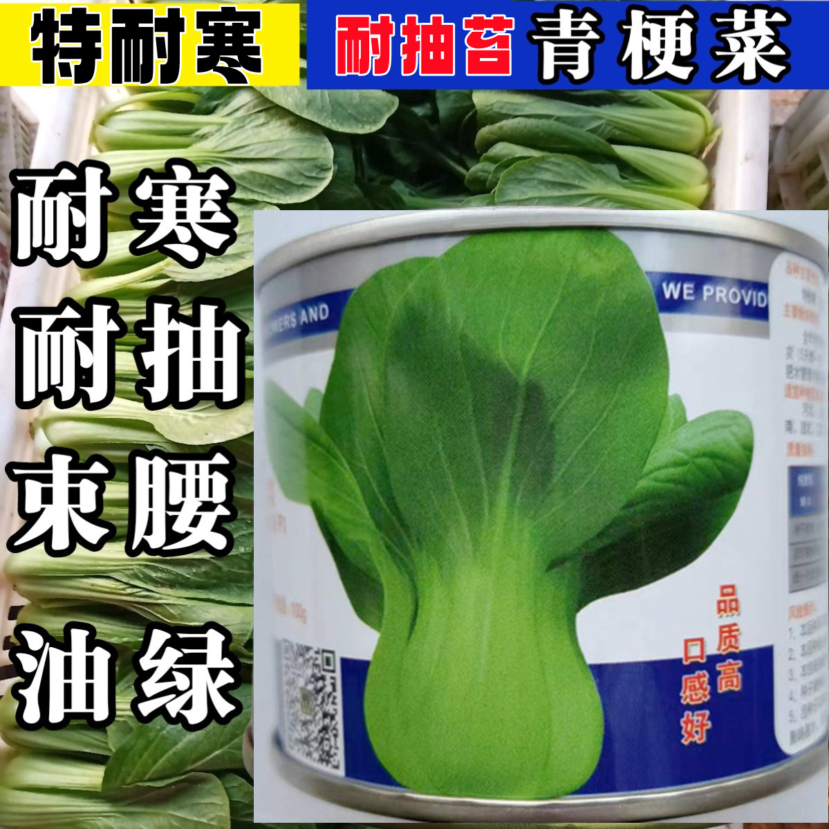 耐寒冬秀青梗菜种子种籽 越冬耐抽苔小油菜上海青种子冬春蔬菜籽