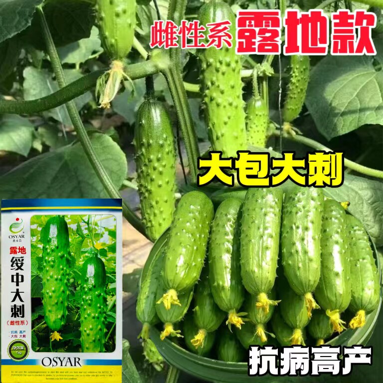 绥中大刺黄瓜脆甜高产肉厚早熟