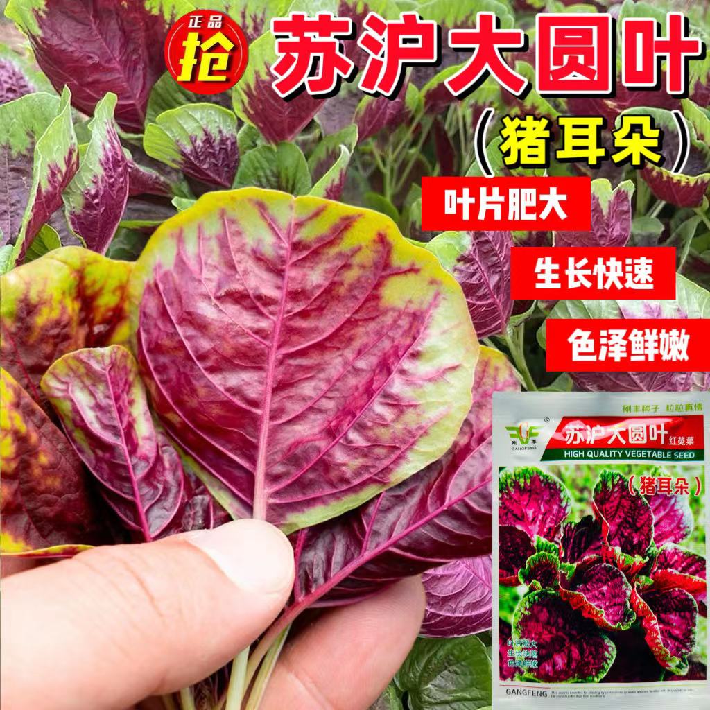 苏沪大圆叶红苋菜早熟耐低温厚肉