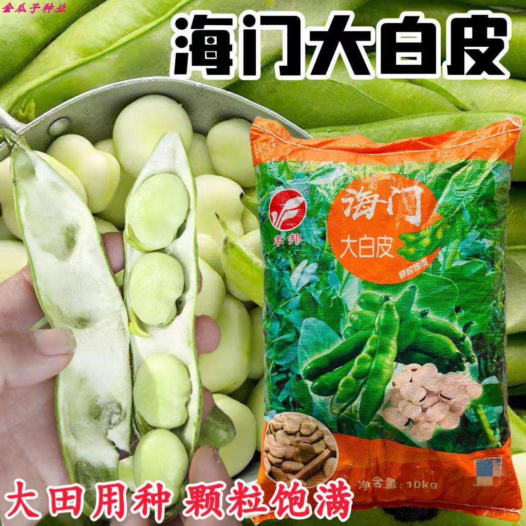 海门大白皮蚕豆耐寒高产大粒籽多