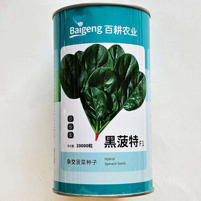 黑菠特F1菠菜种子抗病耐热耐寒晚抽苔墨绿叶杂交菠菜种籽春秋季播