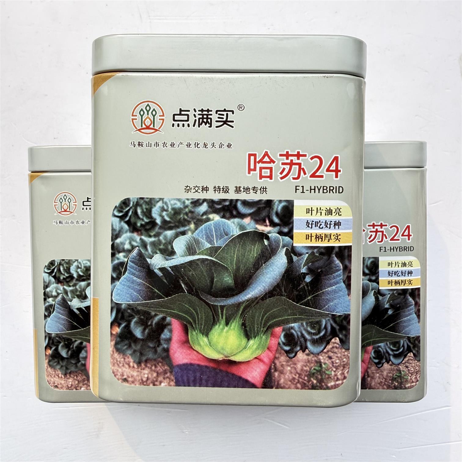 哈苏24苏州青种子较直立紧凑大头束腰青菜耐低温能力强耐贮运蔬菜