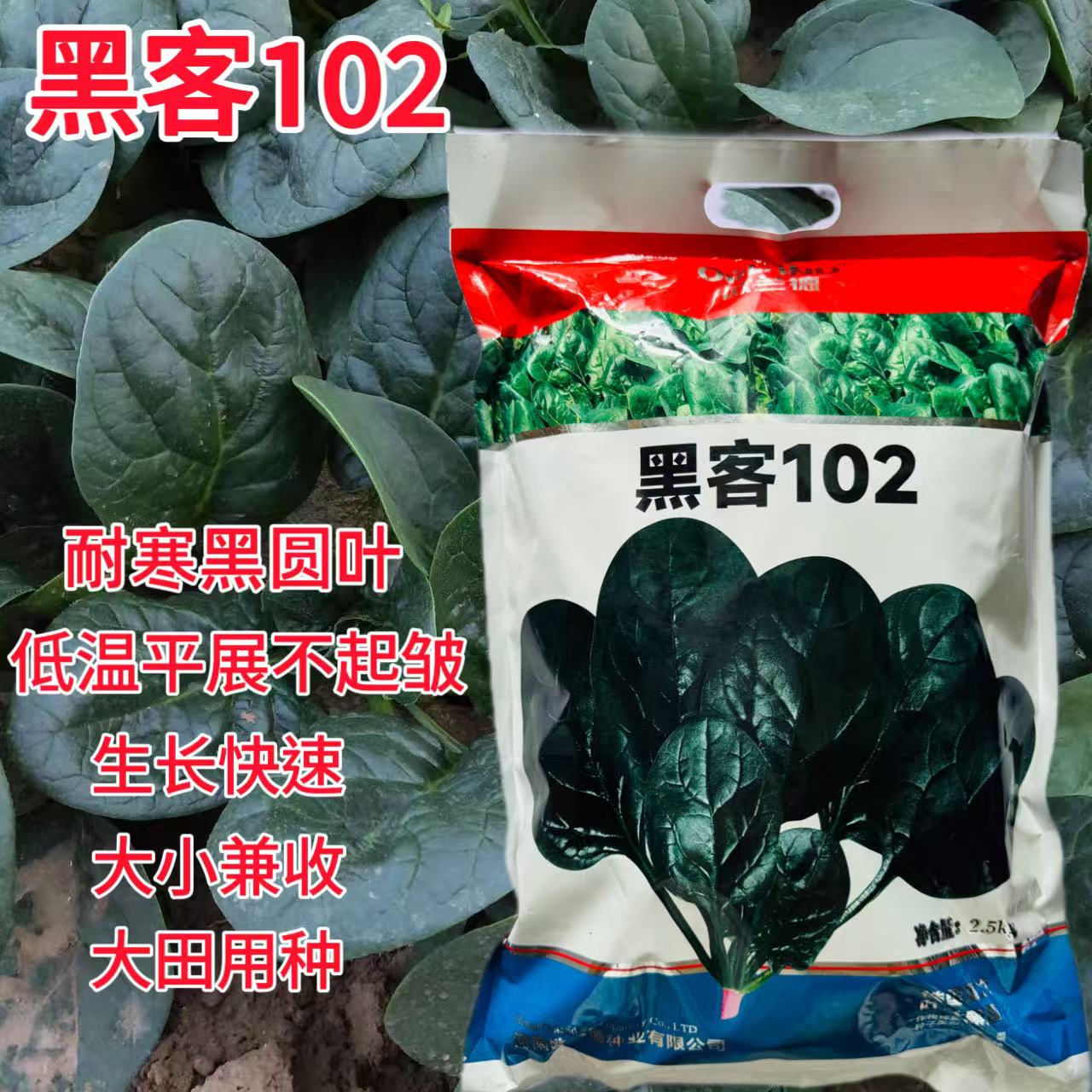 黑客102菠菜种子耐寒耐热抗病高产深绿大叶菠菜种籽春秋播菠菜籽