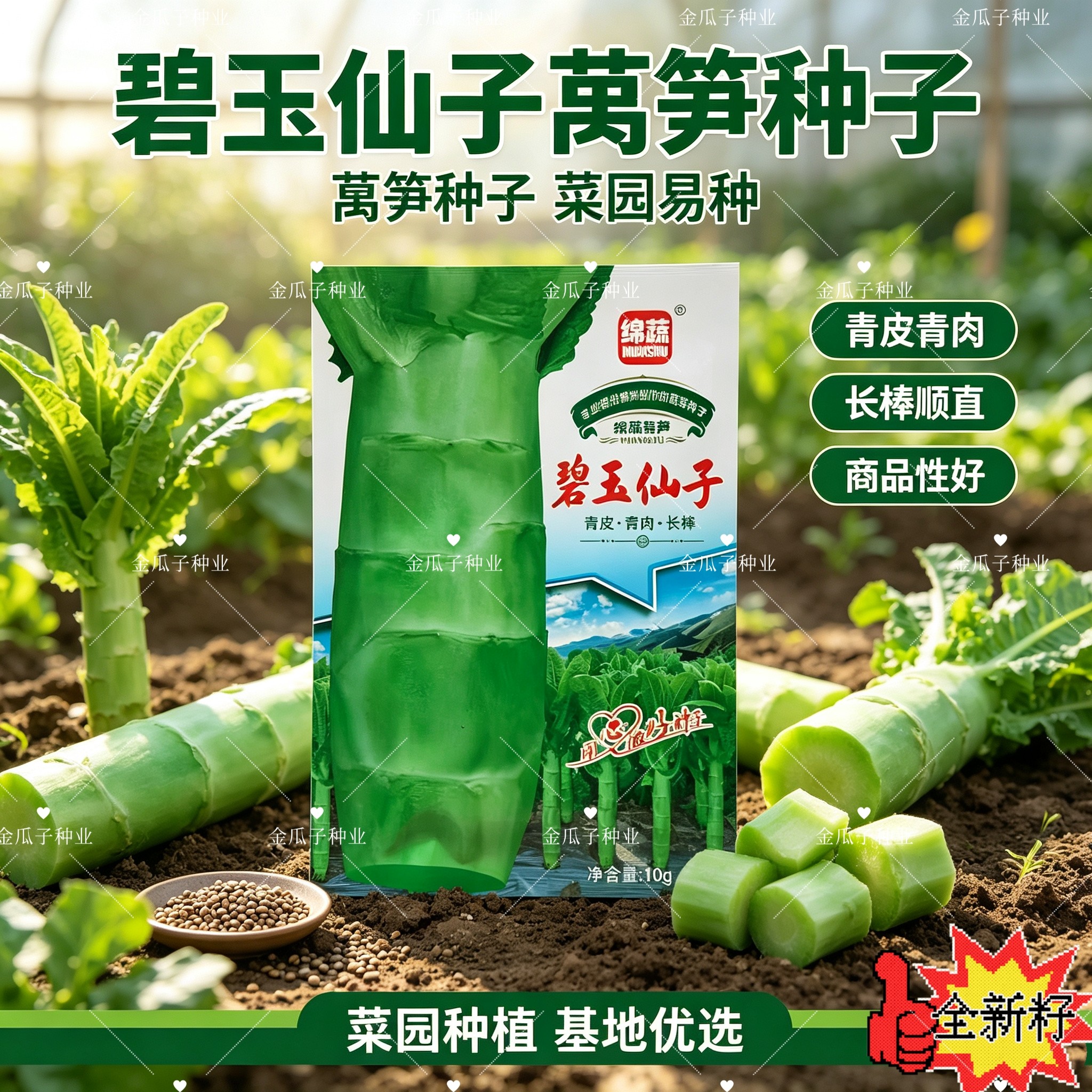碧玉仙子莴笋种子香竹大圆叶香莴莴苣种籽皮青肉绿个大匀称皮薄种