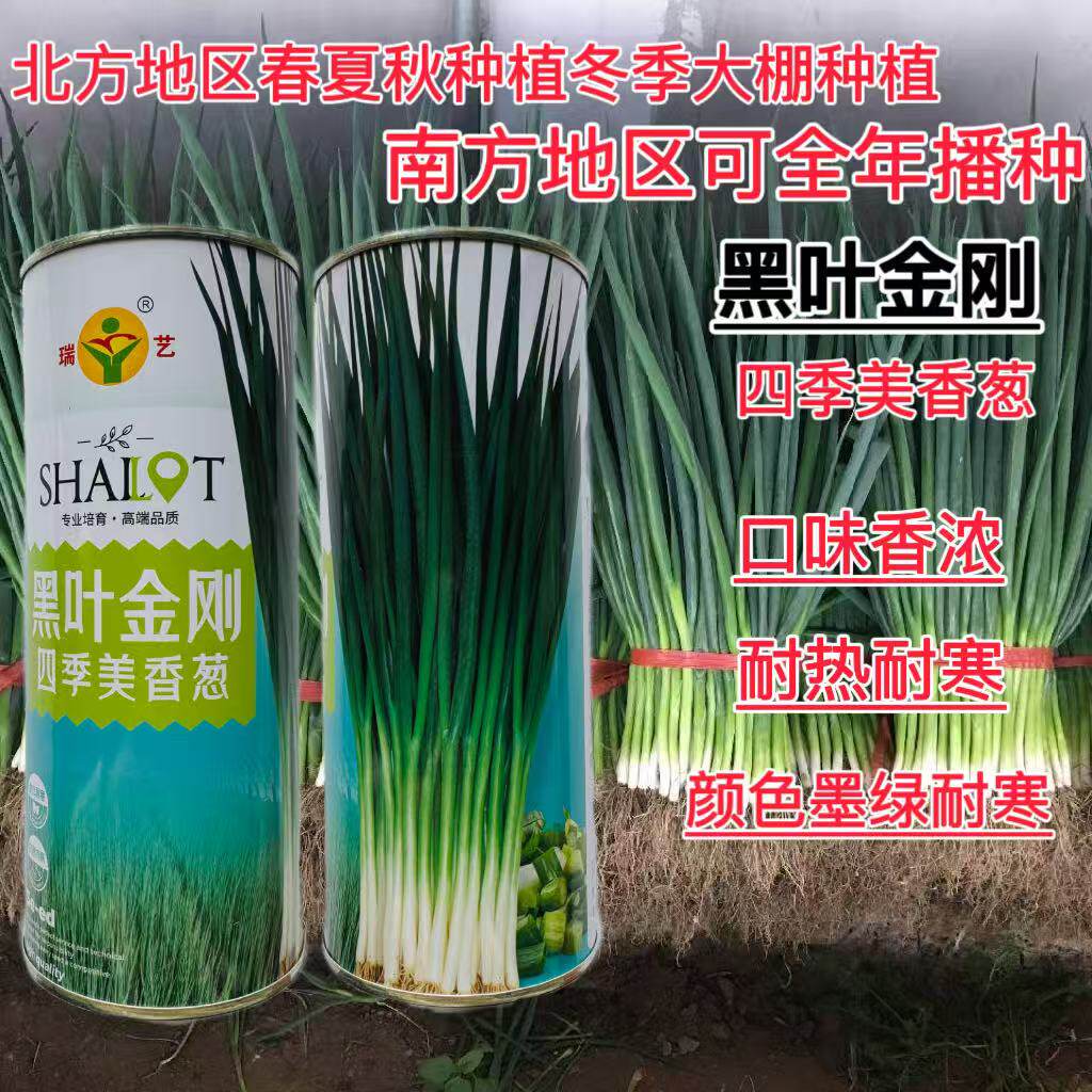黑叶金刚香葱种子四季小香葱耐热耐寒春夏秋山东小葱种子籽孑大田