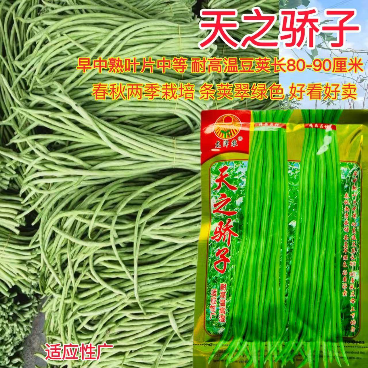 天之骄子摇钱树长豇豆种子四季播种中熟高产抗病强庭院大田用种