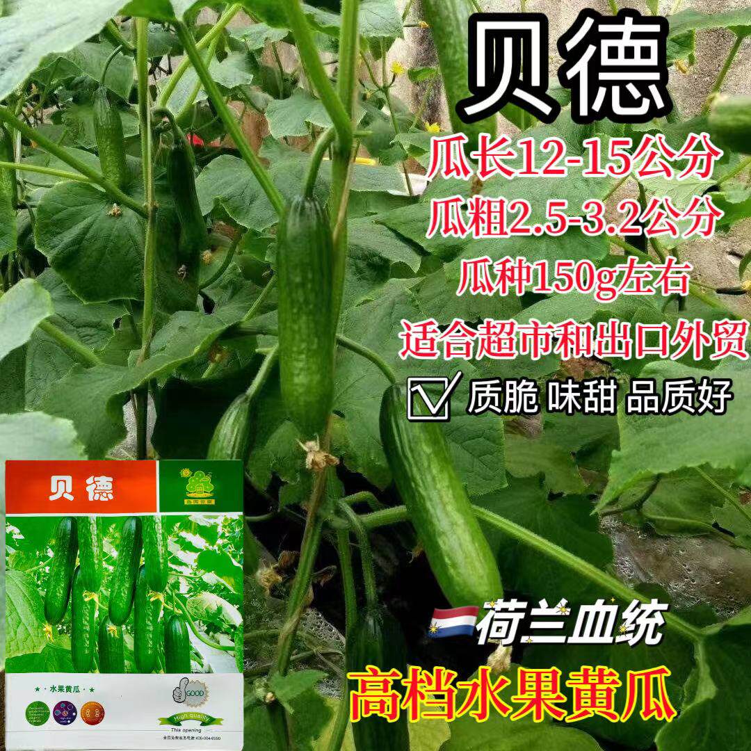 贝德水果黄瓜种子早熟油亮青皮青肉进口原种蔬菜种籽基地大户专用
