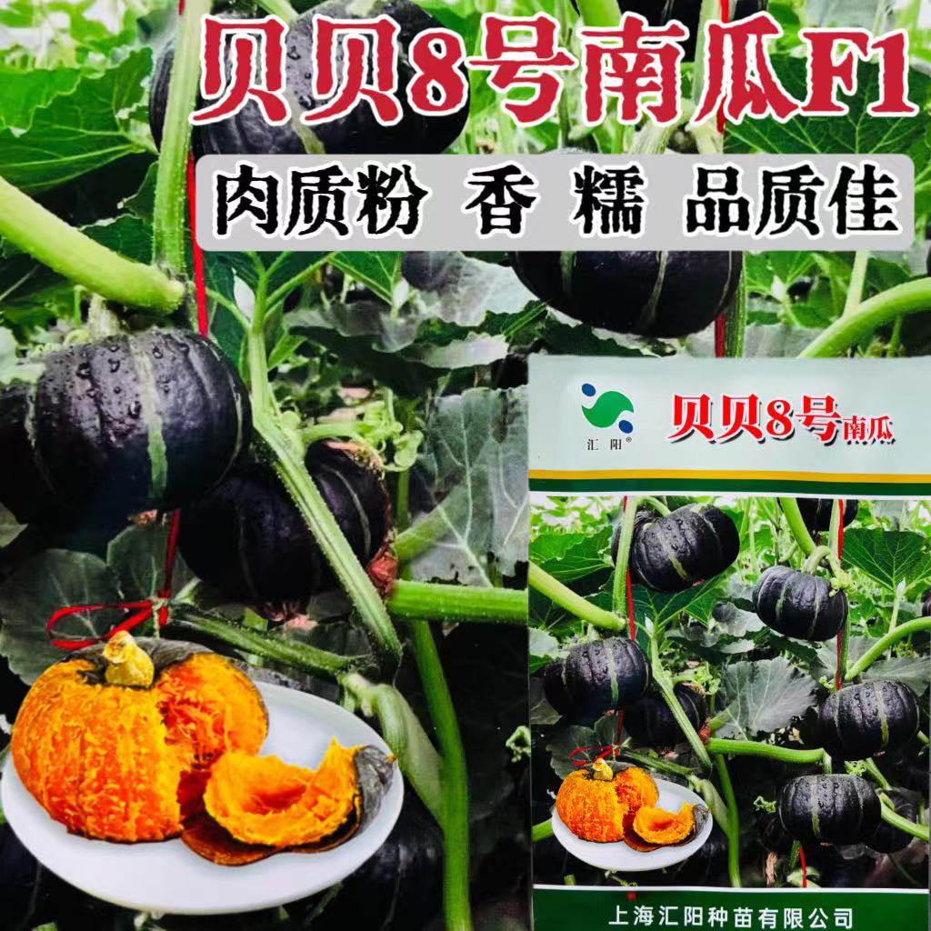 贝贝8号南瓜种子高产甜糯板栗绿贝贝小南瓜种子四季庭院蔬菜种子