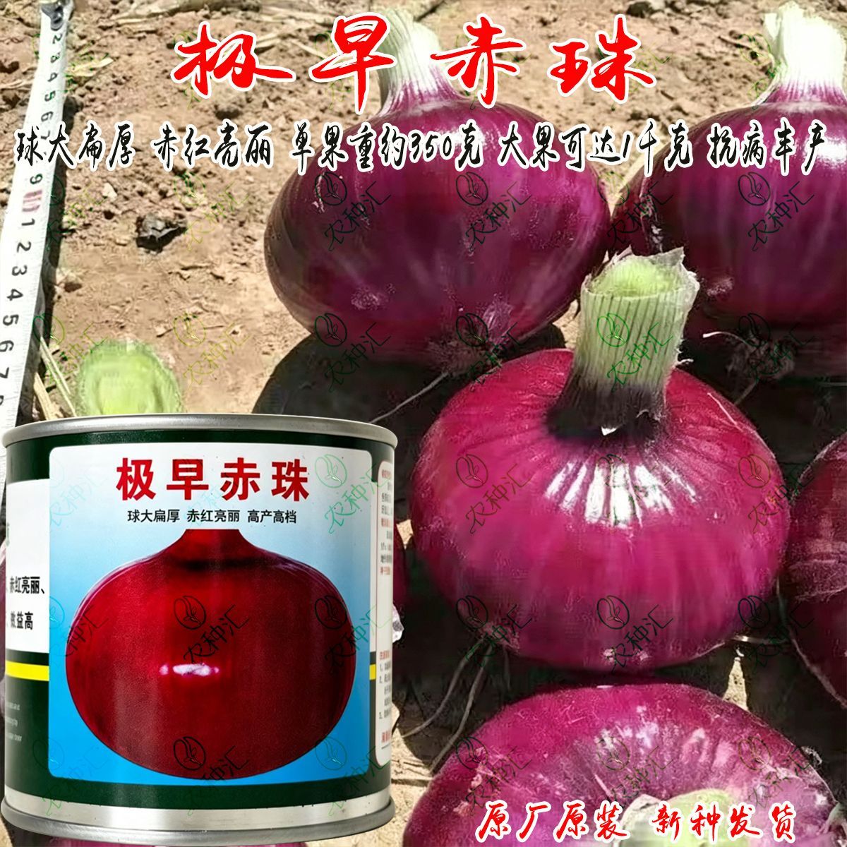 极早赤珠红皮洋葱种子早熟扁圆紫皮洋葱抗病高产大洋葱蔬菜种籽子