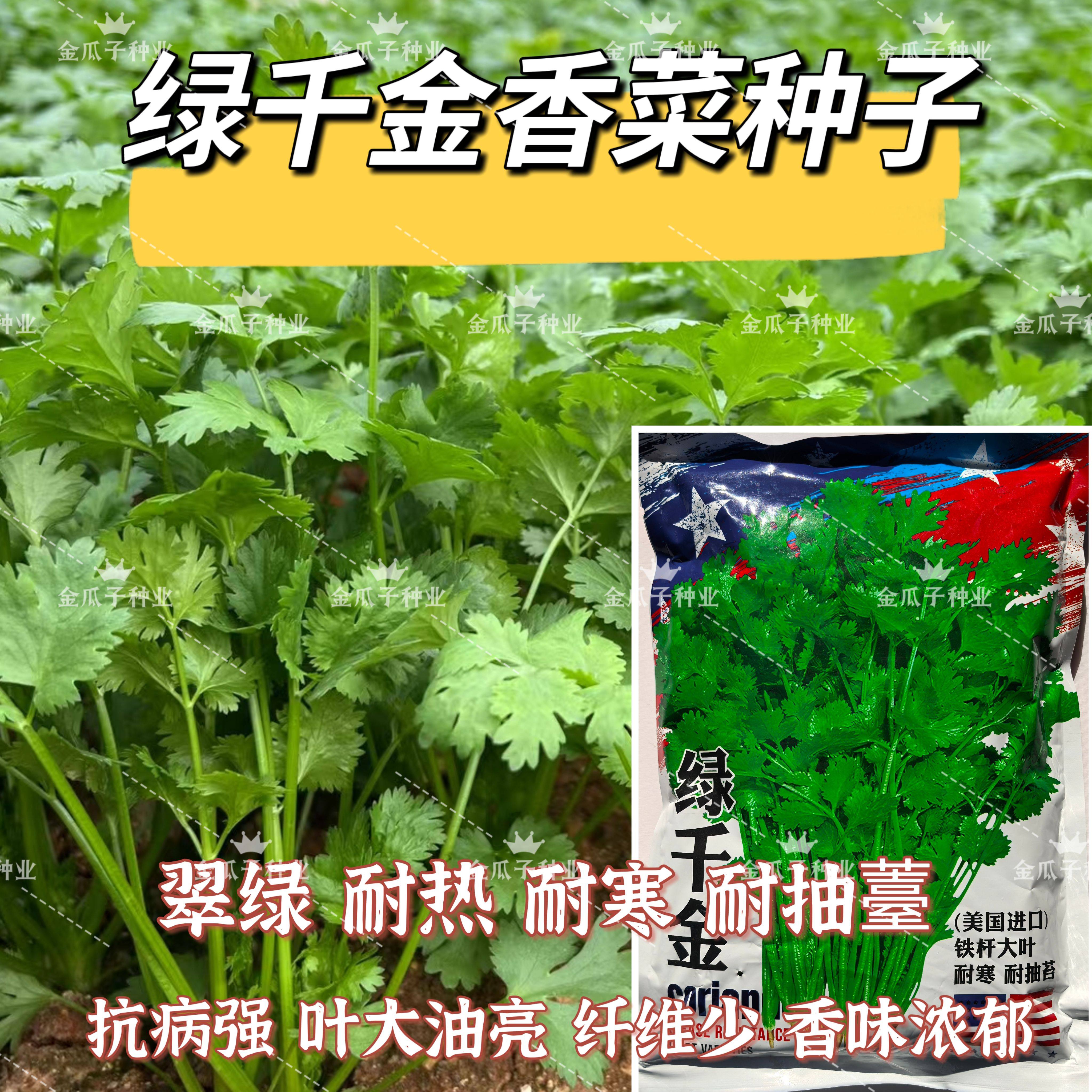 绿千金香菜种子美国进口铁杆大叶香菜种籽浓香耐热耐寒四季芫荽孑