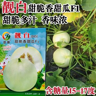 靓白甜脆香甜瓜种子甜脆多汁香甜浓含糖量15-17度耐贮运品质优良