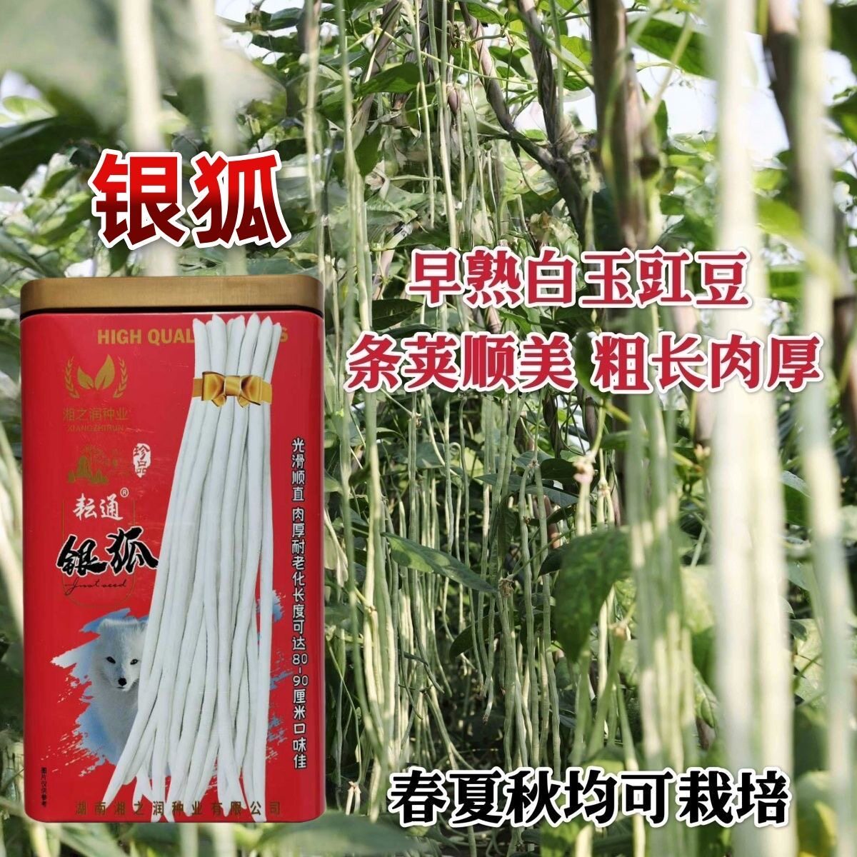 银狐白豆角种籽四季春季夏季耐热秋季蔬菜耐寒架豆长白豇豆种子孑