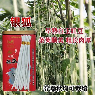 银狐白豆角种籽四季春季夏季耐热秋季蔬菜耐寒架豆长白豇豆种子孑