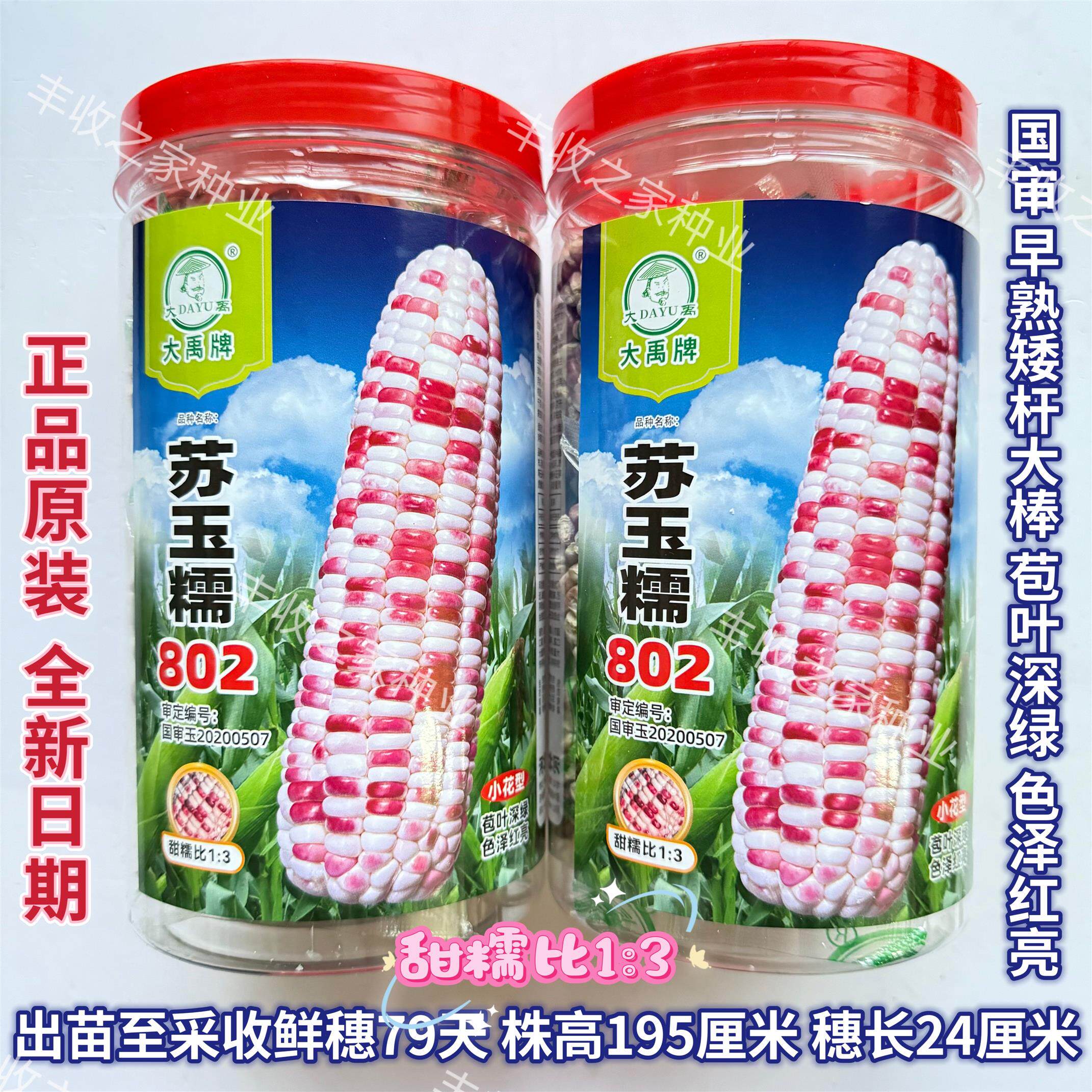 大禹苏玉糯802彩甜糯玉米种子绿皮大棒甜加糯鲜食玉米花苞米种籽