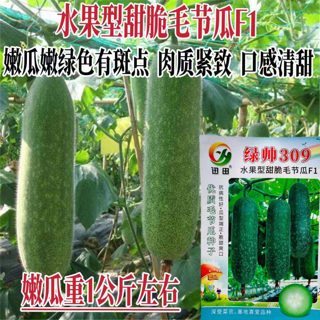 蔬菜瓜果冬瓜种子大全迷你冬瓜种籽毛冬瓜绿帅309水果甜脆毛节瓜