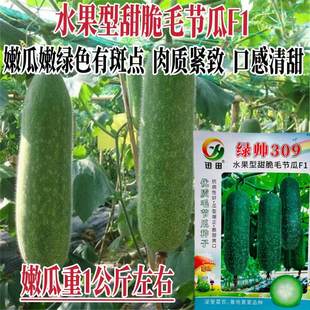 蔬菜瓜果冬瓜种子大全迷你冬瓜种籽毛冬瓜绿帅309水果甜脆毛节瓜