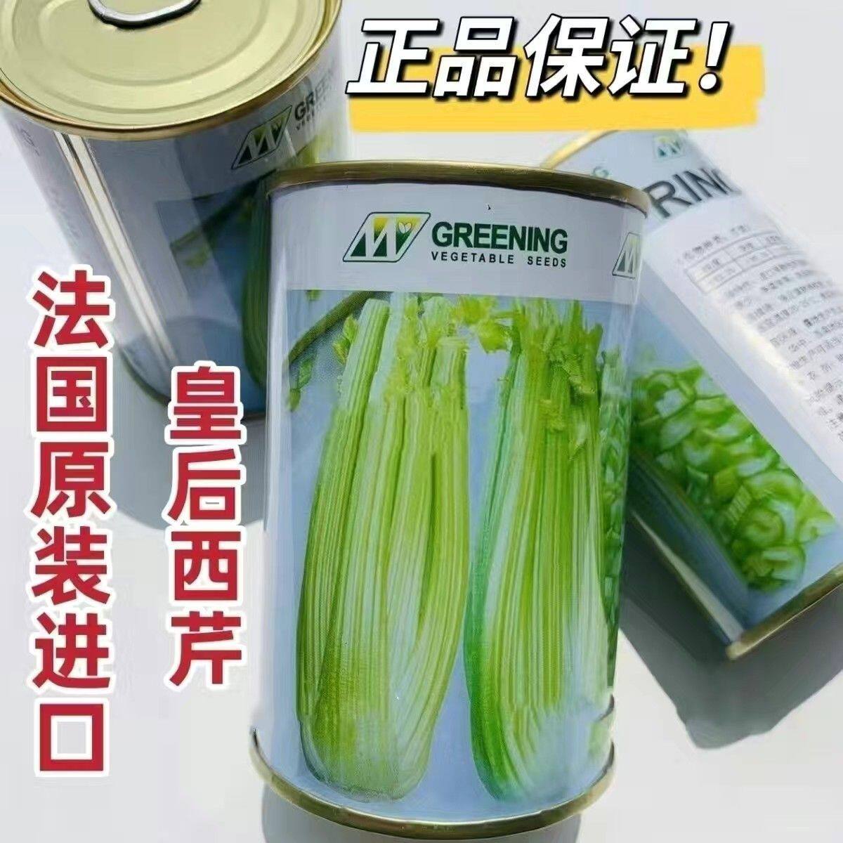 进口皇后西芹菜种子实心芹脆嫩无筋四季播大棚蔬菜西芹籽种孑鲍芹