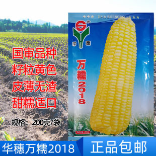 农家黄糯玉米种子万糯2018超过垦粘一号大个香糯型非转基因口感好