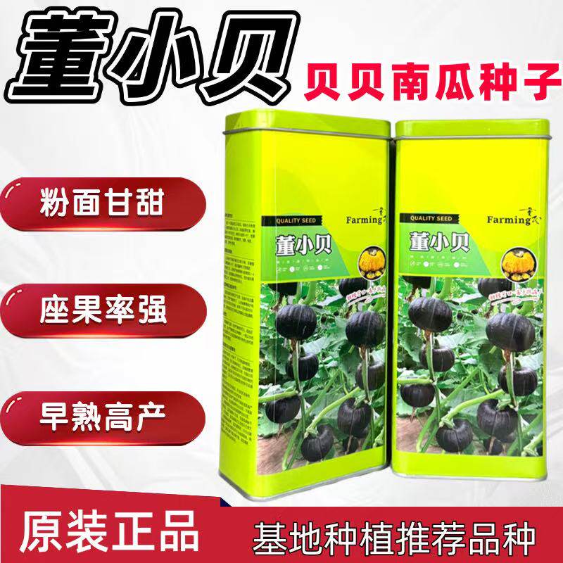 董小贝贝贝南瓜种子墨绿色橘黄肉肉厚粉甜高品质贝贝南瓜种籽基地