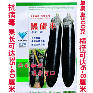 黑旋丰茄种子早熟高产油黑顺直
